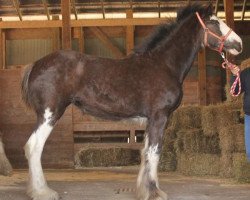 Pferd Ozark's Royal Ivy (Clydesdale, 2019, von Hollow Creek Cooper)