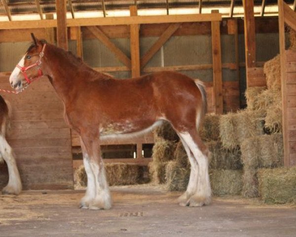 Pferd Ozark's Royal Ivana (Clydesdale, 2019, von Hollow Creek Cooper)