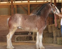 Pferd Ozark's Royal Isiah (Clydesdale, 2019, von Anderson's Admiral)