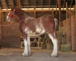 horse Ozark's Royal Ira (Clydesdale, 2019, from Freedom Highland Tyson)