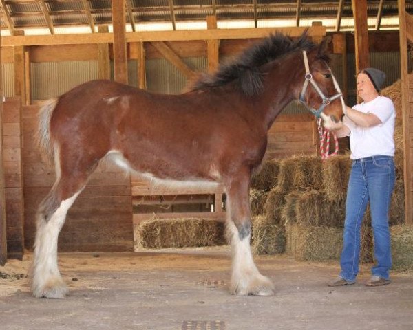 Pferd Ozark's Royal Image (Clydesdale, 2019, von Freedom Highland Tyson)