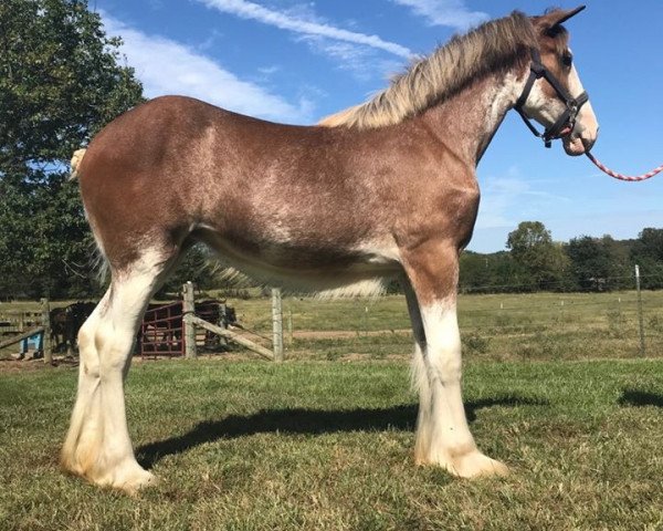 horse Ozark's Royal Ileana (Clydesdale, 2019, from Hollow Creek Cooper)