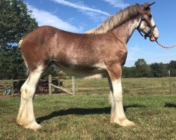 Pferd Ozark's Royal Ileana (Clydesdale, 2019, von Hollow Creek Cooper)