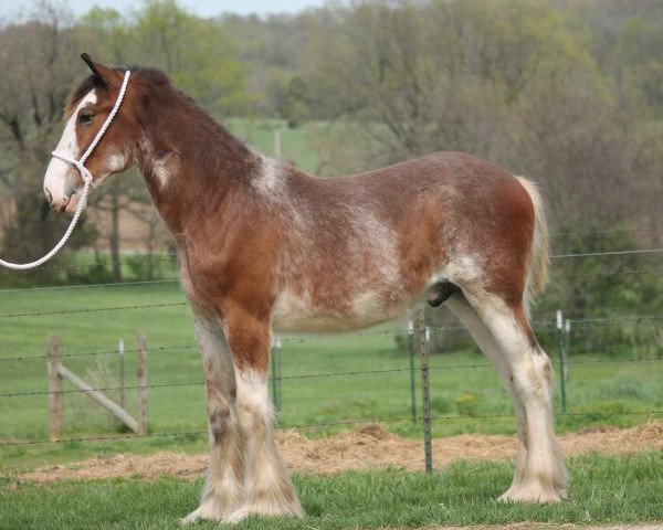 horse Ozark's Royal Holden (Clydesdale, 2018, from Hollow Creek Cooper)