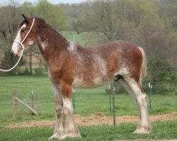 Pferd Ozark's Royal Holden (Clydesdale, 2018, von Hollow Creek Cooper)