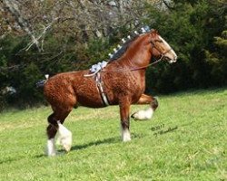 horse Ozark's Royal High Road (Clydesdale, 2009, from Plunton Calum Maelogan)