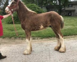 Pferd Ozark's Royal Henry (Clydesdale, 2018, von Freedom Highland Tyson)