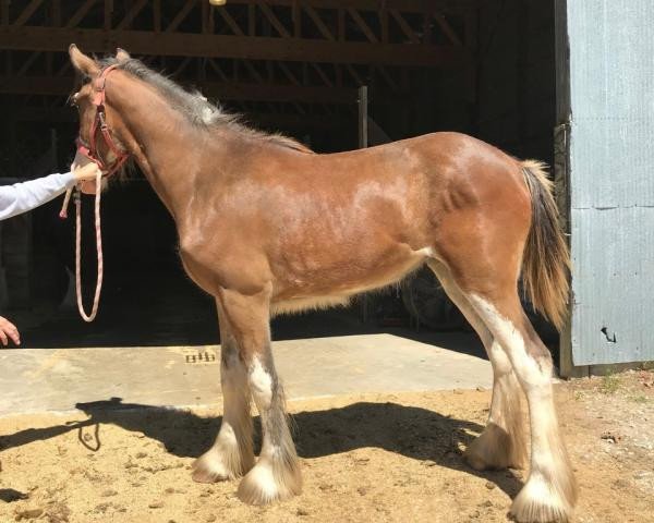 horse Ozark's Royal Heather (Clydesdale, 2018, from Gregglea HC Pilot)