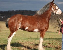 Zuchtstute Thistle's Matilda (Clydesdale, 2008, von Sky Classic 33215)