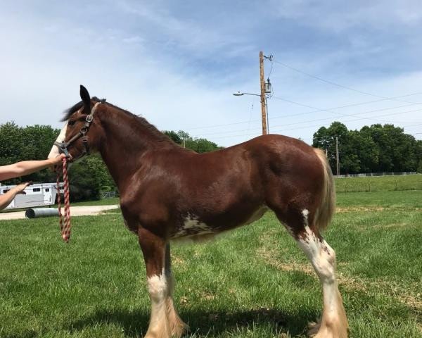 horse Ozark's Royal Hazel (Clydesdale, 2018, from Freedom Highland Tyson)