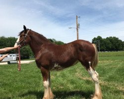 Pferd Ozark's Royal Hazel (Clydesdale, 2018, von Freedom Highland Tyson)