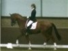 jumper Vincent (KWPN (Royal Dutch Sporthorse), 2002, from Gribaldi)