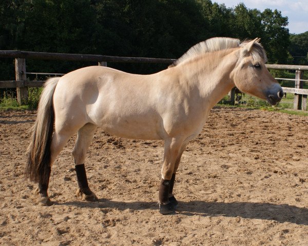 Pferd Maja (Fjordpferd, 2002, von Mogly)