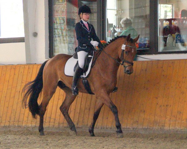 dressage horse Landois S (Westphalian,  )