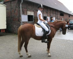 horse Lorenzo 126 (German Riding Pony, 1992, from Luzern)