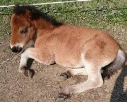 broodmare Paloma (Shetland Pony, 2017, from Ingo)