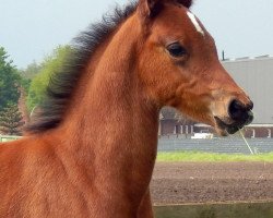 Deckhengst Next Generation N (Deutsches Reitpony, 2020, von Fs Numero Uno)