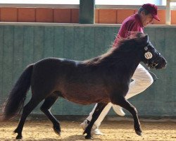 Zuchtstute Katinka (Shetland Pony, 2014, von Harvey)