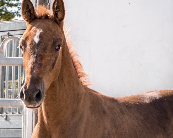 jumper Vino Rosso 6 (Oldenburg show jumper, 2019, from Viscount 22)