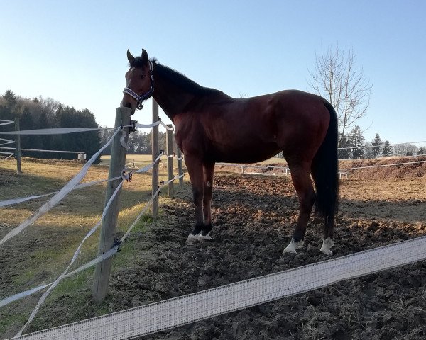 Zuchtstute Bogi 2 (Ungarisches Warmblut, 2006, von Koppány)