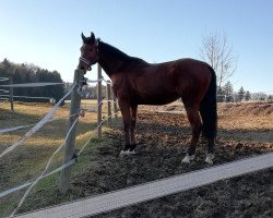 broodmare Bogi 2 (Hungarian Warmblood, 2006, from Koppány)