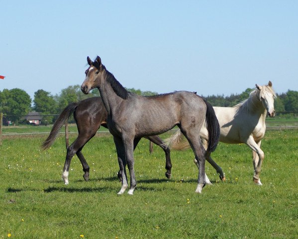 jumper Cleverreach Blue (Oldenburg show jumper, 2017, from Chacoon Blue)