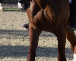 broodmare Delinah (Hanoverian, 2007, from Don Frederico)