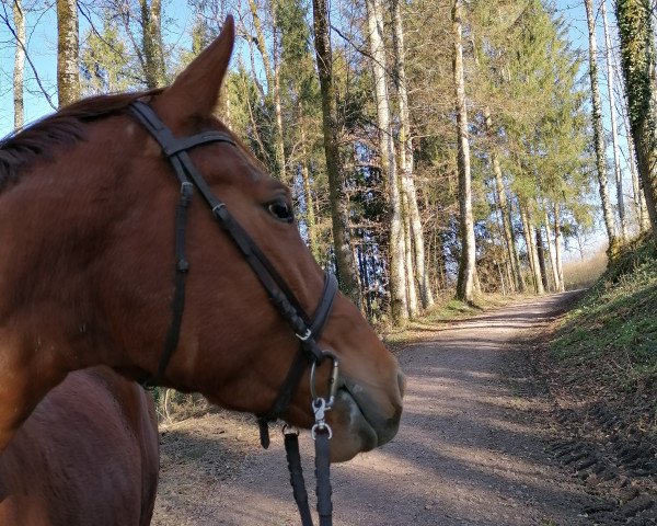 broodmare Winfinity (Trakehner, 2015, from Editorial)