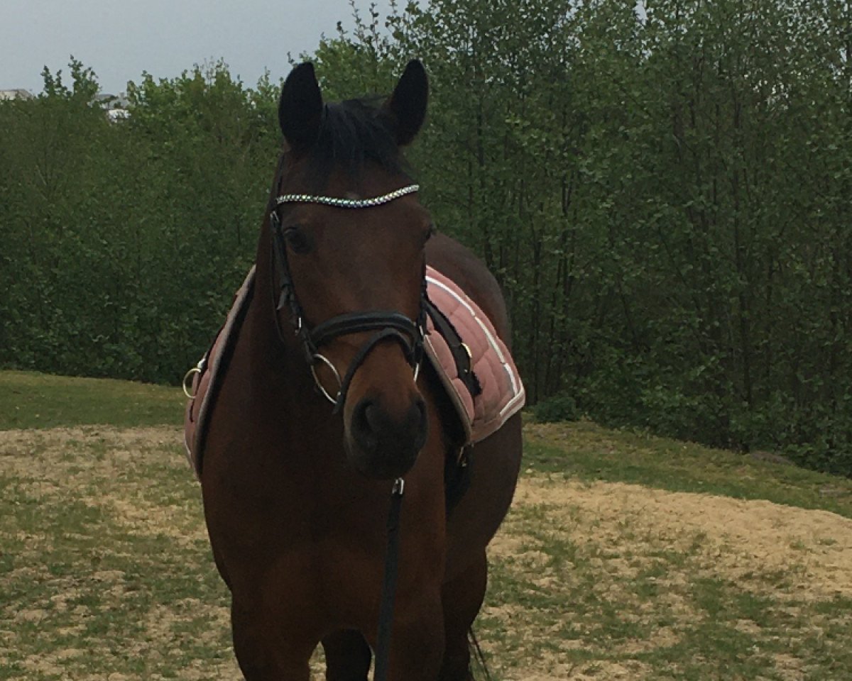 Dressurpferd Celesta 24 (Deutsches Reitpony, 2012, von FS Cracker Jack)