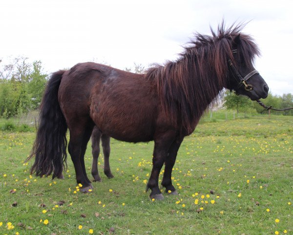 Zuchtstute Ilona of Baltic Sea (Shetland Pony, 2013, von Klavier van 't Laantje)