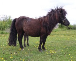 broodmare Ilona of Baltic Sea (Shetland Pony, 2013, from Klavier van 't Laantje)