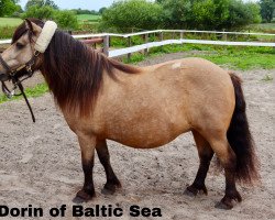 Zuchtstute Dorin of Baltic Sea (Shetland Pony, 2010, von Kaschmir Of Baltic Sea)