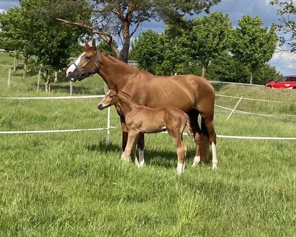 broodmare Fantaghiro (Hanoverian, 2016, from Freddie Mercury 2)