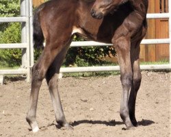 dressage horse Barolo (Trakehner, 2020, from Herzensdieb)