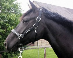 dressage horse Cadeau Celeste (Hanoverian, 2015, from Cadeau Noir)