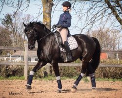 dressage horse Cascara K (Oldenburger, 2005, from Dimaggio)