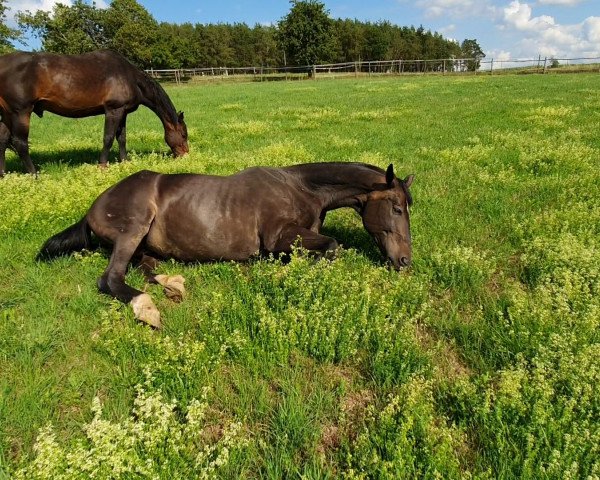 broodmare Rolanda (Hanoverian, 1996, from Ramiro's Son II)