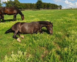 Zuchtstute Rolanda (Hannoveraner, 1996, von Ramiro's Son II)