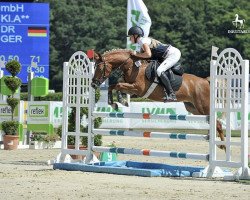 Springpferd Golden Surprise DH (Deutsches Reitpony, 2014, von Best August)