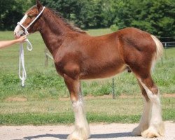 horse Ozark's Royal Hawk (Clydesdale, 2018, from Freedom Highland Tyson)