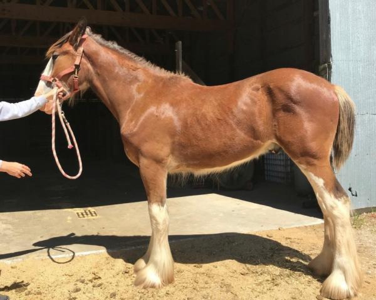 Pferd Ozark's Royal Hansen (Clydesdale, 2018, von Gregglea HC Pilot)