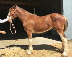 Pferd Ozark's Royal Hansen (Clydesdale, 2018, von Gregglea HC Pilot)