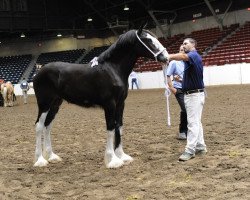 Pferd Ozark's Royal Hanna Rose (Clydesdale, 2018, von Hollow Creek Cooper)