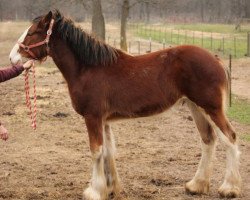 Pferd Ozark's Royal Greystone (Clydesdale, 2017, von Freedom Highland Tyson)