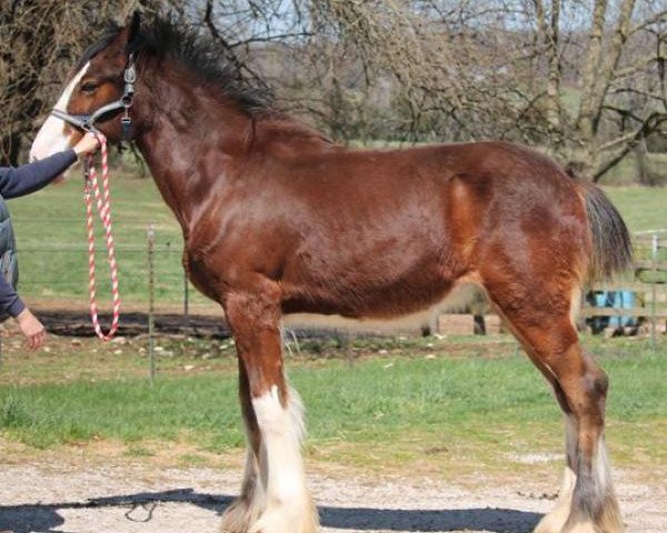 horse Ozark's Royal Giselle (Clydesdale, 2017, from Kenbar Toby)