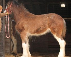 horse Ozark's Royal Giovanna (Clydesdale, 2017, from Gregglea HC Pilot)