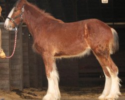 Pferd Ozark's Royal Gia (Clydesdale, 2017, von Kenbar Toby)