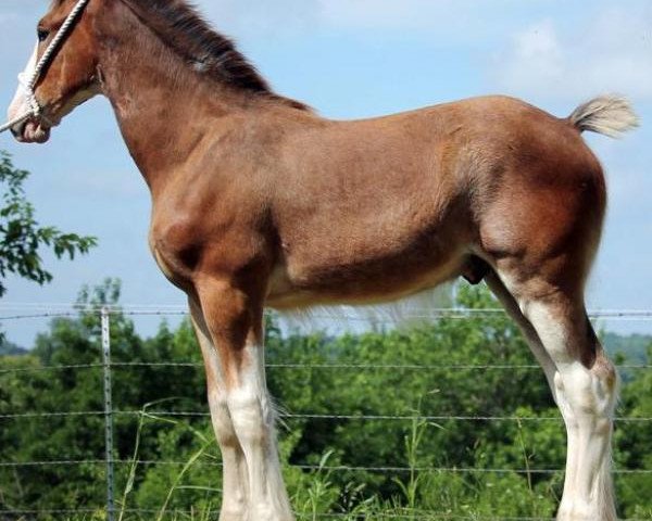 horse Ozark's Royal Fraiser (Clydesdale, 2016, from Kenbar Toby)