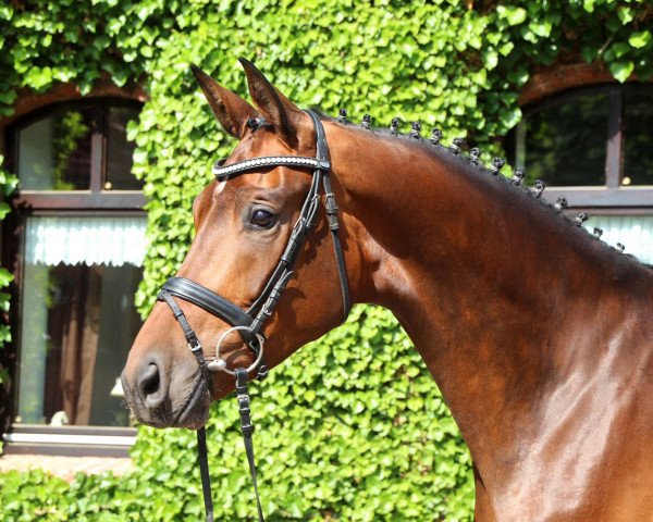 broodmare Sabiha 2 (Hanoverian, 2011, from Soliman)