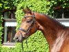 broodmare Sabiha 2 (Hanoverian, 2011, from Soliman)